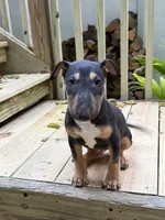 Axel, a male Miniature Bull Terrier for sale in Doylestown Township, PA – 1 of 4