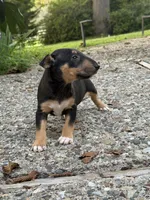 Ariel , a female Miniature Bull Terrier for sale in Doylestown Township, PA – 5 of 7