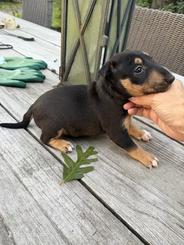 Ariel  – Miniature Bull Terrier puppy for sale in Doylestown Township, PA