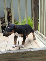 Asia, a female Miniature Bull Terrier for sale in Doylestown Township, PA – 2 of 4