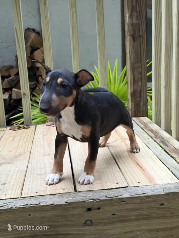 Asia – Miniature Bull Terrier puppy for sale in Doylestown Township, PA