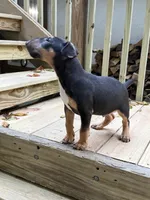 Axel, a male Miniature Bull Terrier for sale in Doylestown Township, PA – 2 of 4