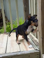Asia, a female Miniature Bull Terrier for sale in Doylestown Township, PA – 3 of 4