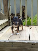 Asia, a female Miniature Bull Terrier for sale in Doylestown Township, PA – 4 of 4