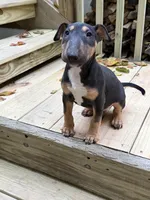 Axel, a male Miniature Bull Terrier for sale in Doylestown Township, PA – 4 of 4