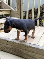 Axel, a male Miniature Bull Terrier for sale in Doylestown Township, PA – 3 of 4