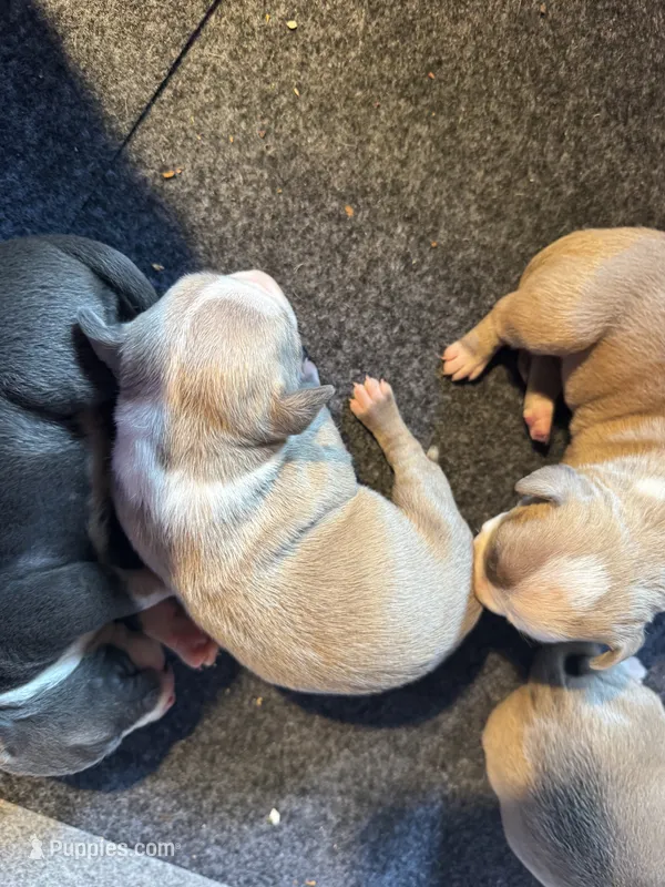 #1 – American Bully puppy for sale in Bonnie, IL