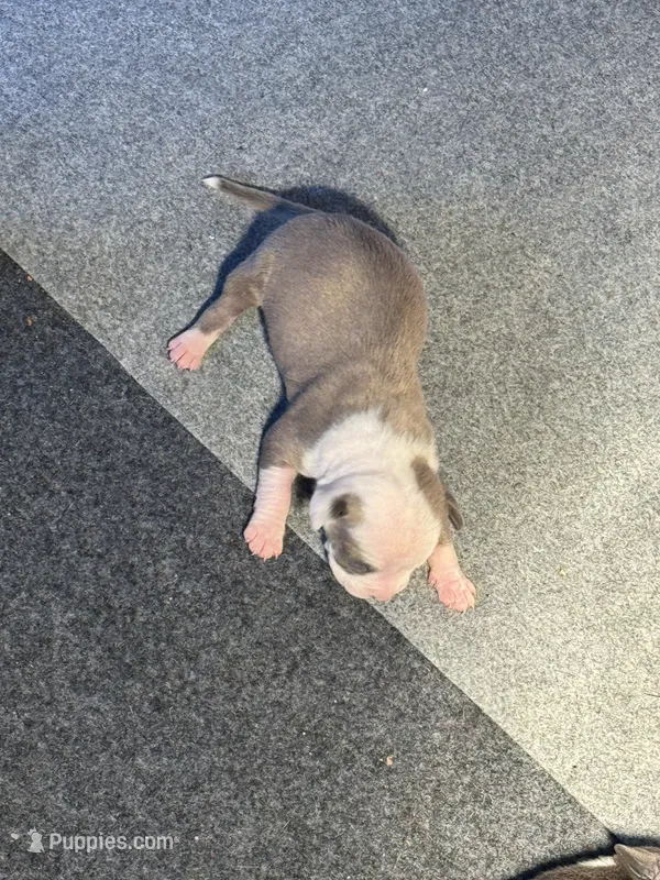 Spot – American Bully puppy for sale in Bonnie, IL