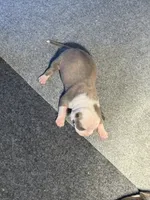 Spot, a female American Bully for sale in Bonnie, IL – 1 of 1