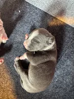 Blue, a female American Bully for sale in Bonnie, IL – 2 of 2