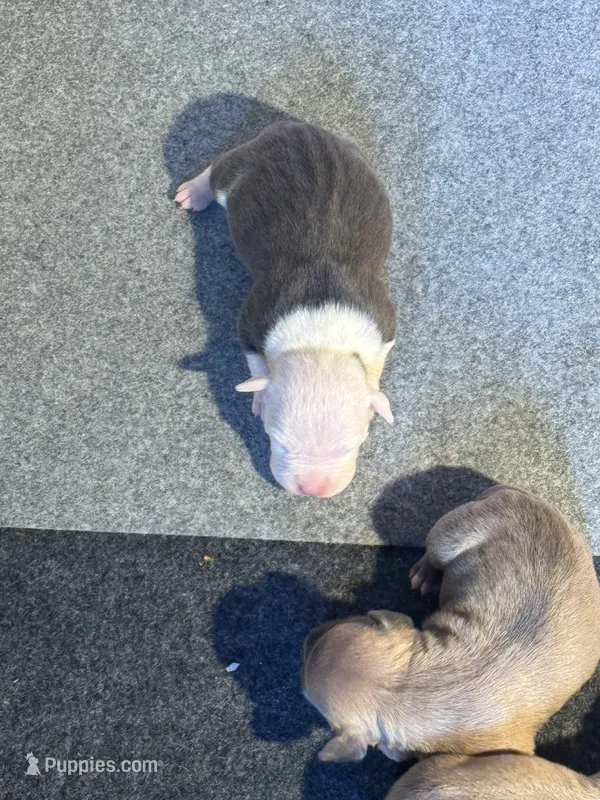 #2 – American Bully puppy for sale in Bonnie, IL