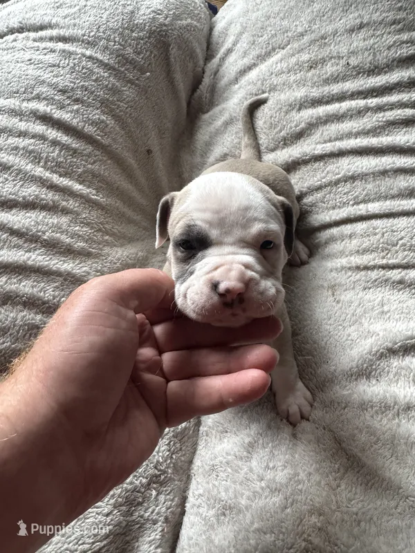 Spot – American Bully puppy for sale in Bonnie, IL