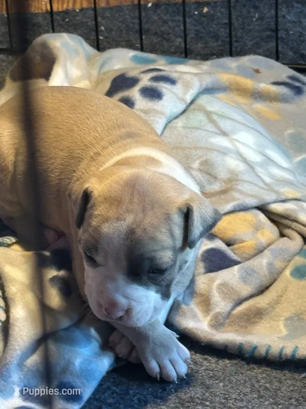 #1 – American Bully puppy for sale in Bonnie, IL
