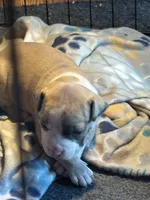 #1, a female American Bully for sale in Bonnie, IL – 1 of 2