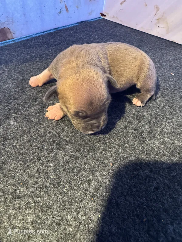 Cutie – American Bully puppy for sale in Bonnie, IL