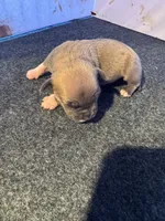Cutie, a female American Bully for sale in Bonnie, IL – 1 of 1