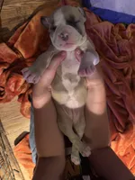 #1, a female American Bully for sale in Bonnie, IL – 2 of 2