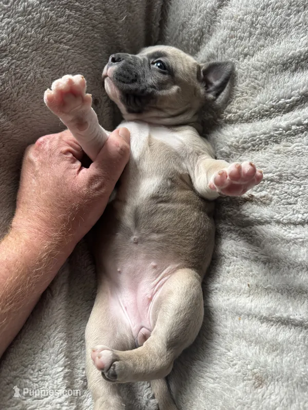 Cutie – American Bully puppy for sale in Bonnie, IL