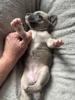Cutie, a female American Bully for sale in Bonnie, IL – 1 of 2