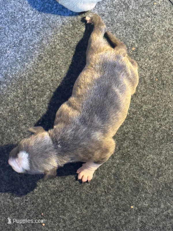 Brindle – American Bully puppy for sale in Bonnie, IL