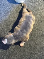 Brindle, a female American Bully for sale in Bonnie, IL – 1 of 1