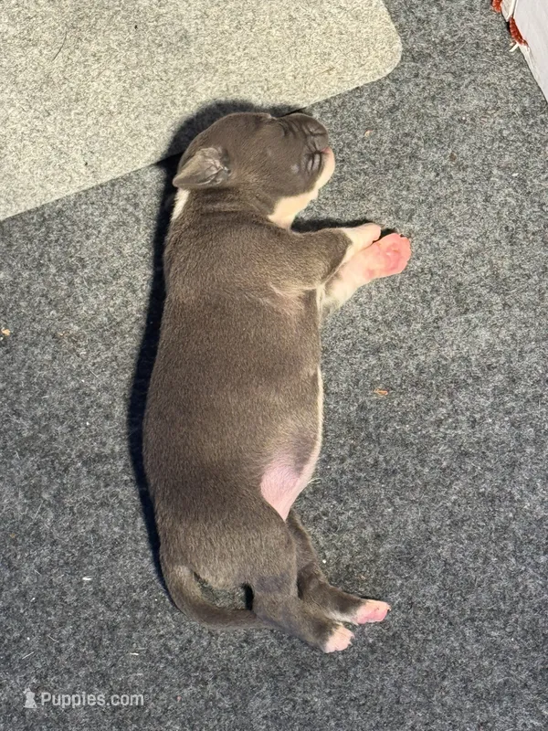 Blue – American Bully puppy for sale in Bonnie, IL
