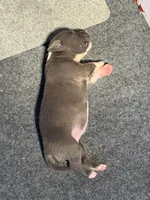 Blue, a female American Bully for sale in Bonnie, IL – 1 of 2