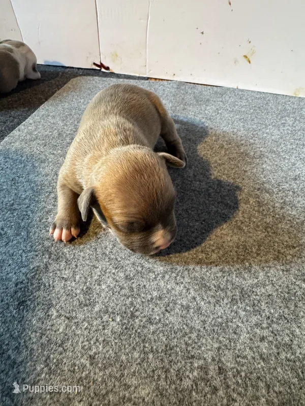 Boy – American Bully puppy for sale in Bonnie, IL