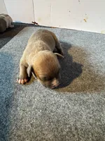 Boy, a male American Bully for sale in Bonnie, IL – 1 of 1