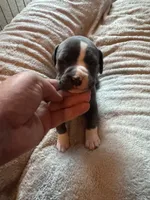 Blue, a female American Bully for sale in Bonnie, IL – 2 of 2