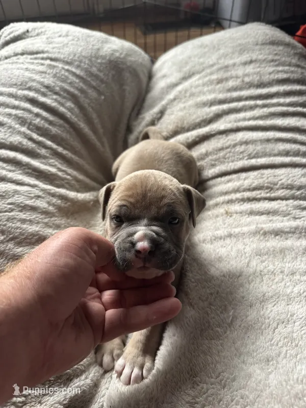 Boy – American Bully puppy for sale in Bonnie, IL