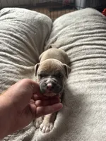 Boy, a male American Bully for sale in Bonnie, IL – 1 of 2
