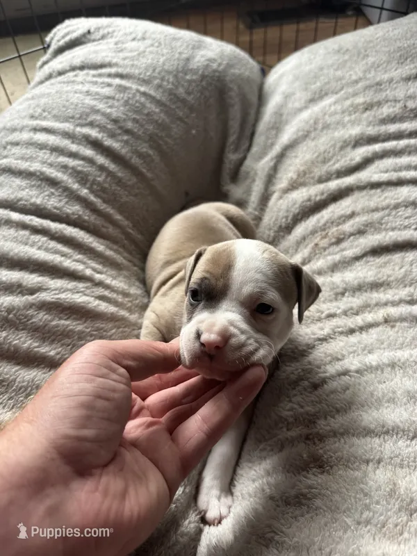 Silver  – American Bully puppy for sale in Bonnie, IL