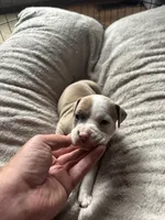 Silver , a female American Bully for sale in Bonnie, IL – 1 of 2