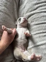 Spot, a female American Bully for sale in Bonnie, IL – 2 of 2