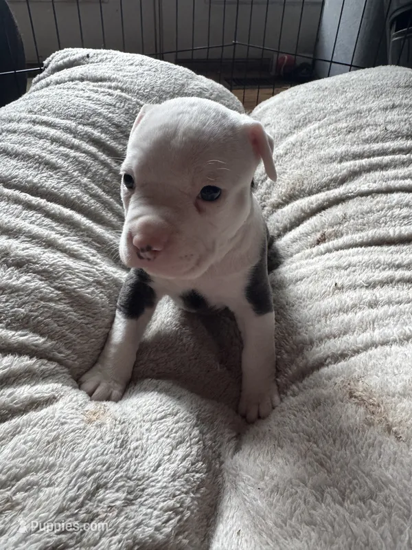 #2 – American Bully puppy for sale in Bonnie, IL