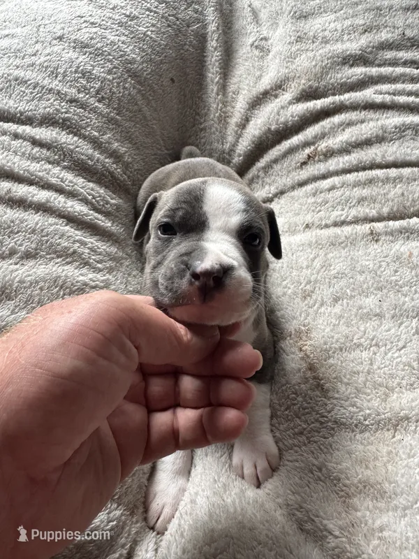 Brindle – American Bully puppy for sale in Bonnie, IL
