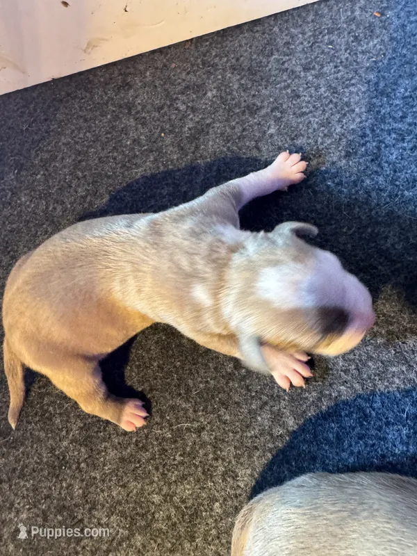 Silver  – American Bully puppy for sale in Bonnie, IL