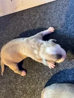 Silver , a female American Bully for sale in Bonnie, IL – 1 of 1