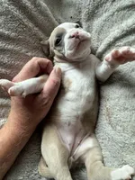 Silver , a female American Bully for sale in Bonnie, IL – 2 of 2