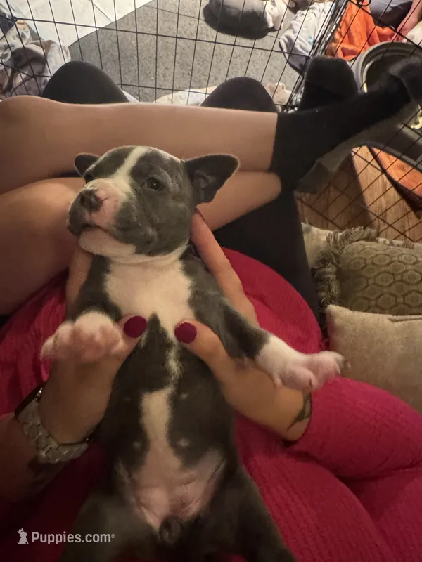 Blue – American Bully puppy for sale in Bonnie, IL