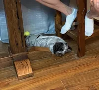Boone, a male Wirehaired Pointing Griffon for sale in Decatur, MS – 7 of 8