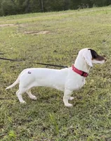 Casey, a female Miniature Dachshund for sale in Decatur, MS – 4 of 5