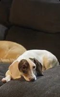 Casey, a female Miniature Dachshund for sale in Decatur, MS – 2 of 5