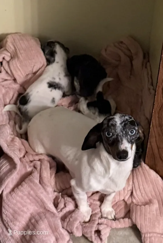 Phoebe  – Miniature Dachshund puppy for sale in Decatur, MS