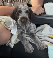 Boone, a male Wirehaired Pointing Griffon for sale in Decatur, MS – 5 of 8