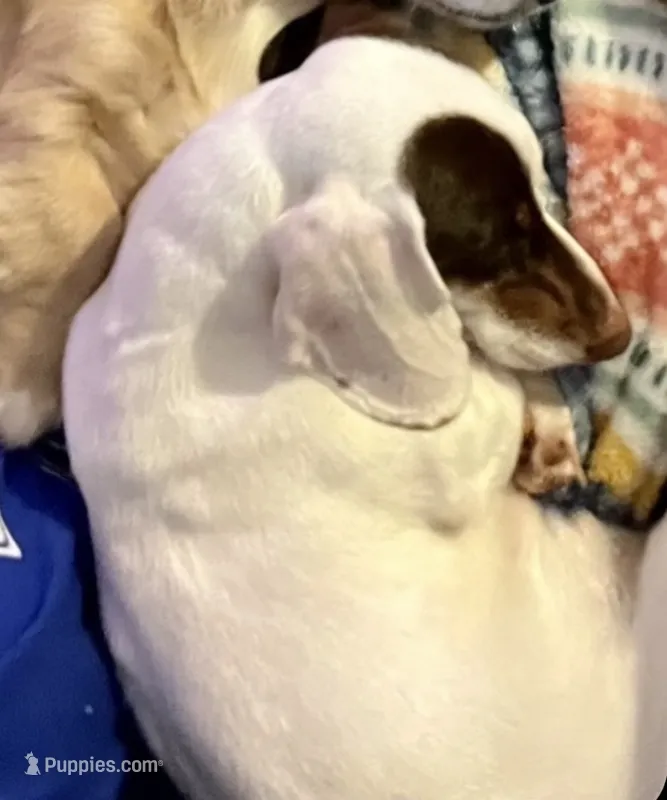 Casey – Miniature Dachshund puppy for sale in Decatur, MS