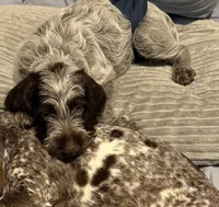 Boone, a male Wirehaired Pointing Griffon for sale in Decatur, MS – 8 of 8
