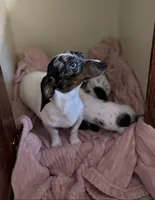 Phoebe , a female Miniature Dachshund for sale in Decatur, MS – 3 of 4