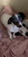 Phoebe , a female Miniature Dachshund for sale in Decatur, MS – 4 of 4